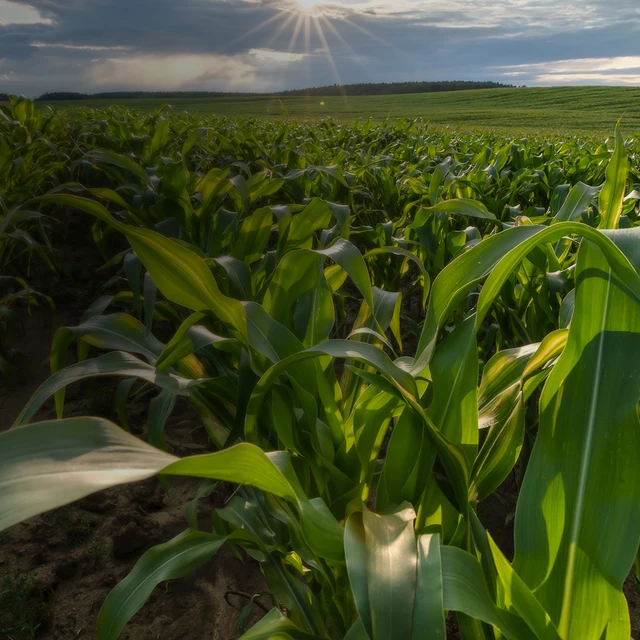 crops