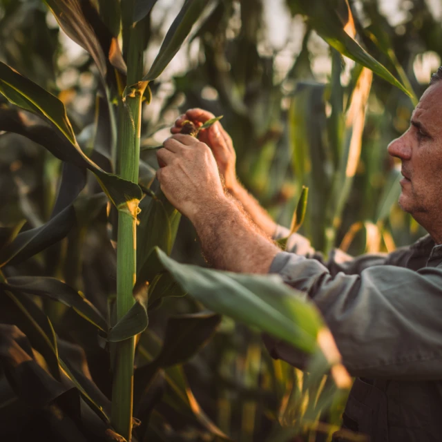 get more of every crop hero