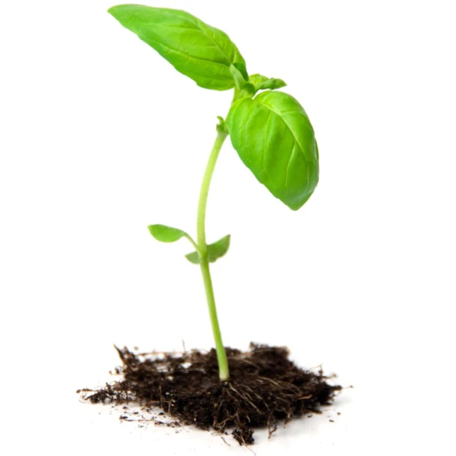 Growing_seedling