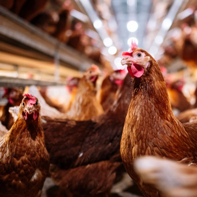 chickens