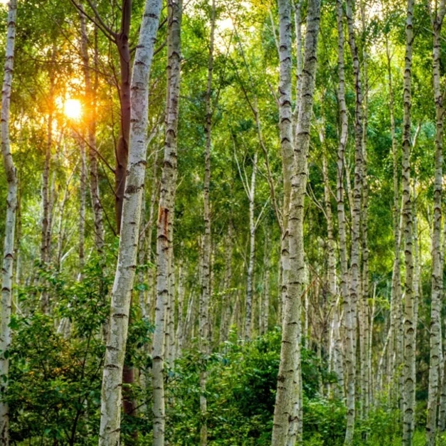Trees in forest