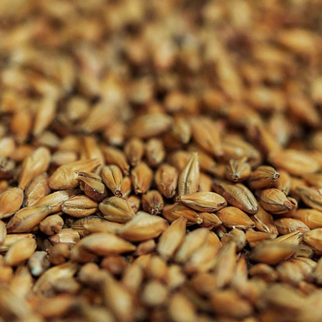 barley