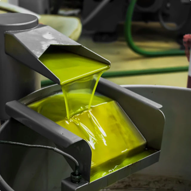 Olive_oil_in_production