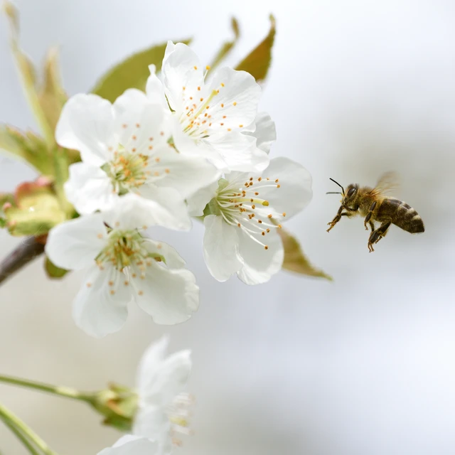 Cherry Tree With A Bee