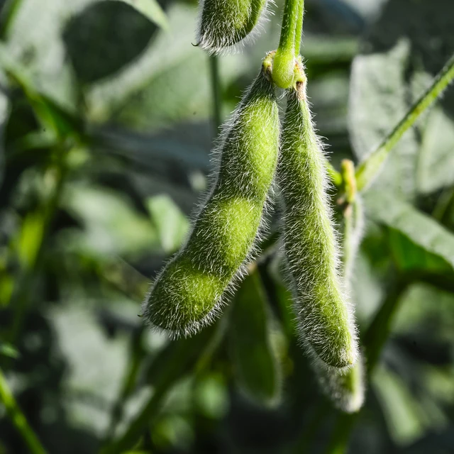 Closeup soybean crop (in shell)