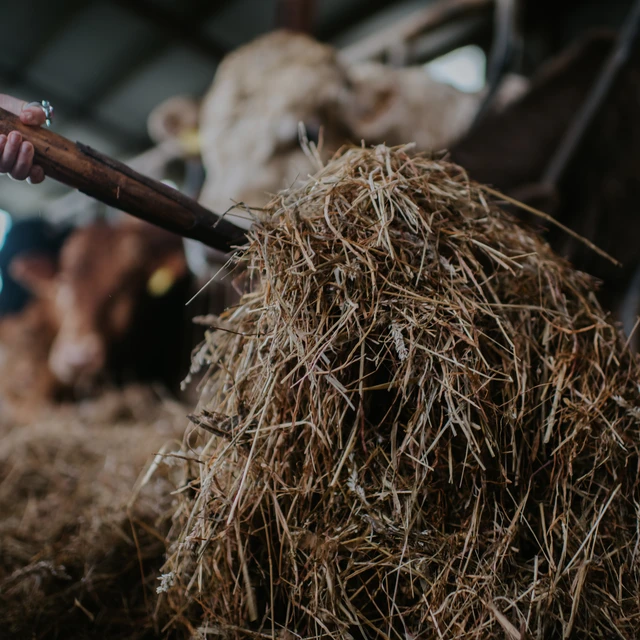 Hay is shovelled towards cattles in a barn 