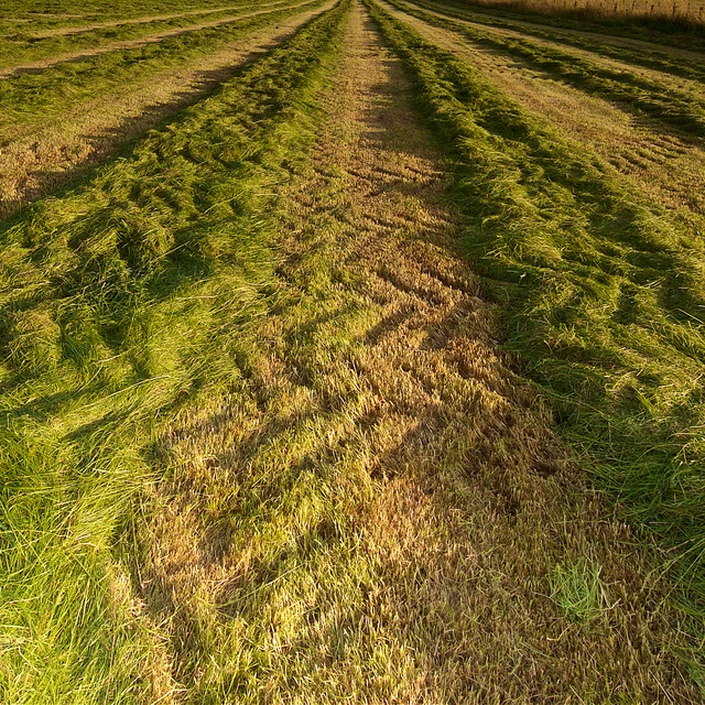 Freshly Cut Fields in Summer with Converging Lines 