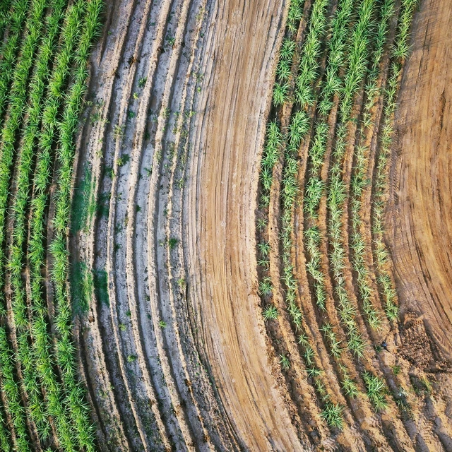 sugarcane field