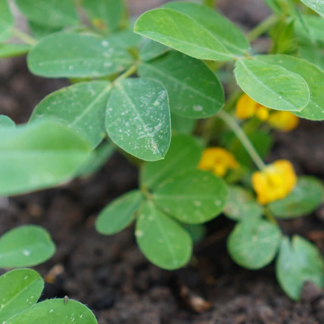 Yellow flower groundnut