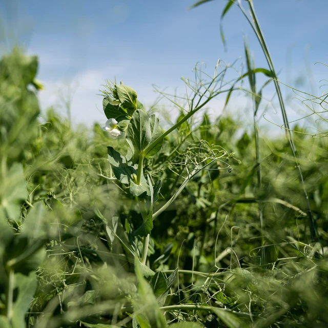 Pea Flowers Growing In A Field