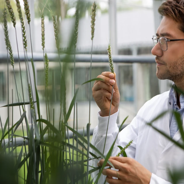 Man looking at plant in greenhouse 