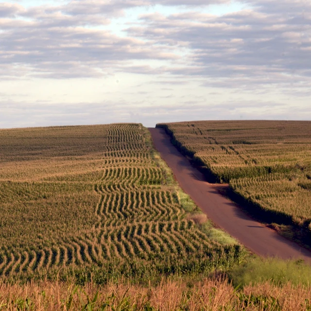 Planting corn field 