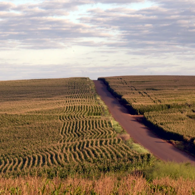 Planting corn field 