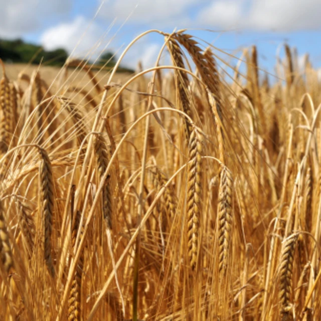 Wheat fields