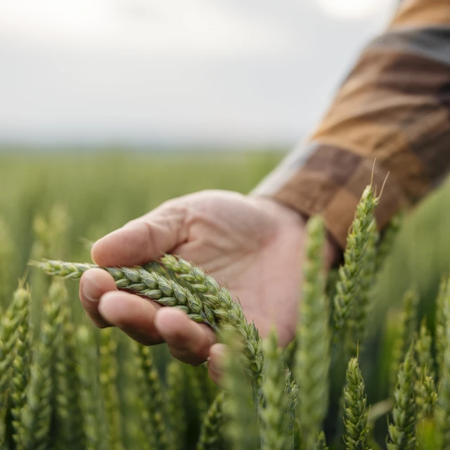 Farmer hand touching wheat crop in agricultural field  