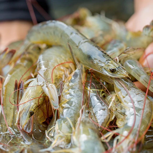 Shrimps