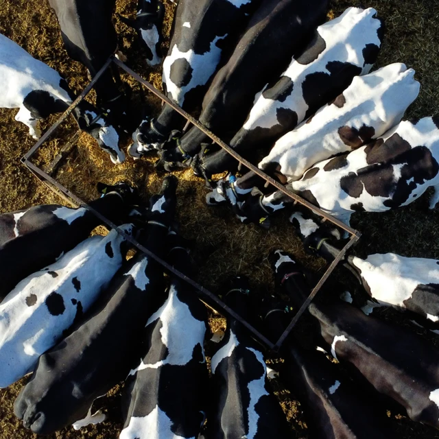 cows eating above
