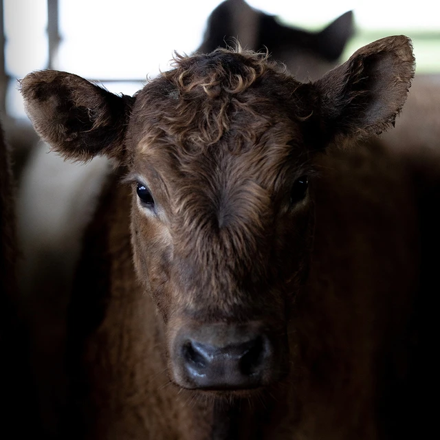 cattle looking