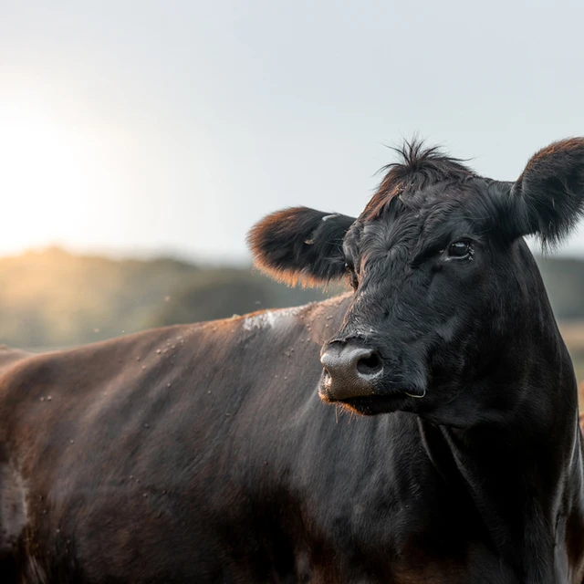 Beef 