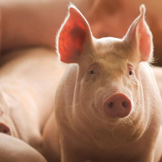 Swine smiling