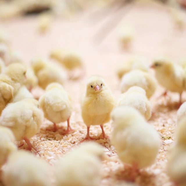 Chicks