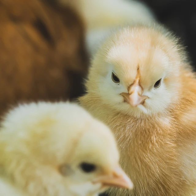 chicks