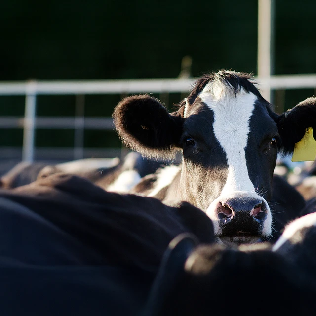 diary cattle in a farm