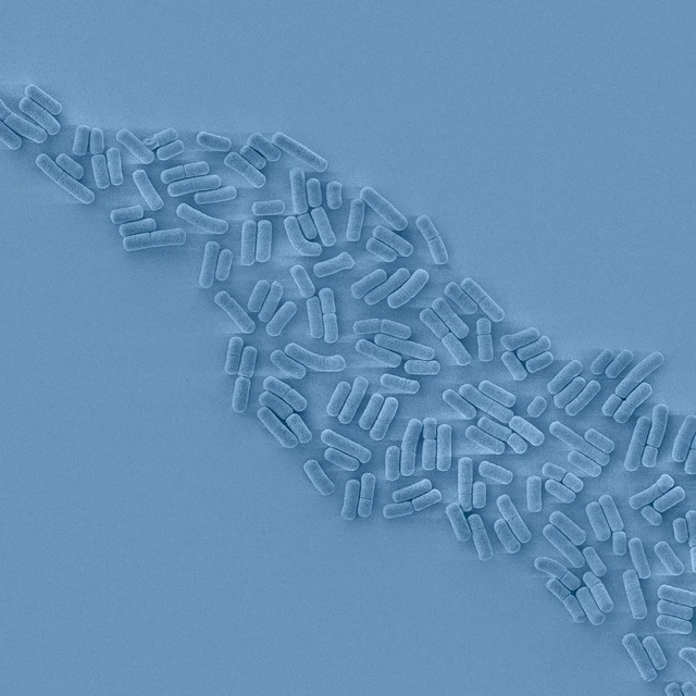 role of probiotics