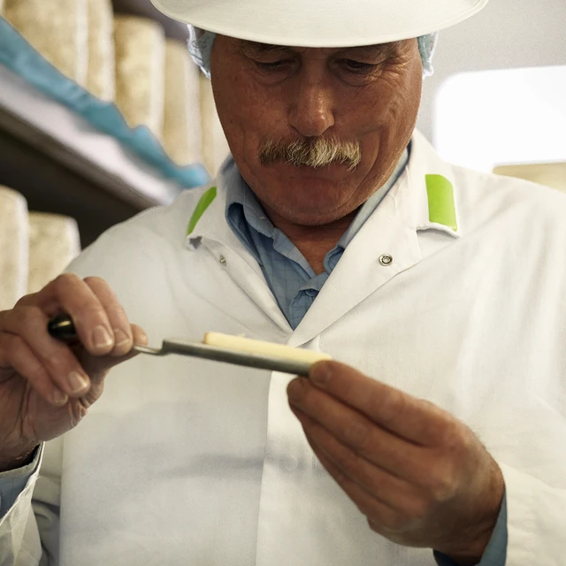 Head cheesemaker taking sample of blue cheese in a cheesemaking plant 