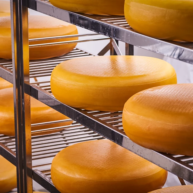 Rows of large cheese wheels aging on metal racks in a storage room.  
