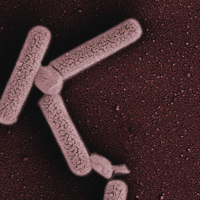 Microbial_image