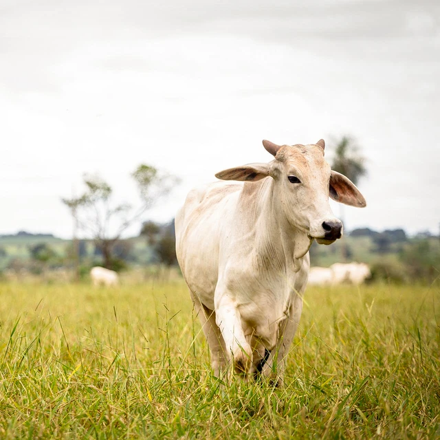 cow in high grass