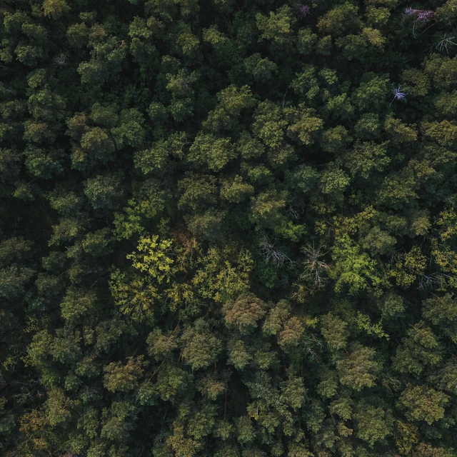 aerial view of a forest