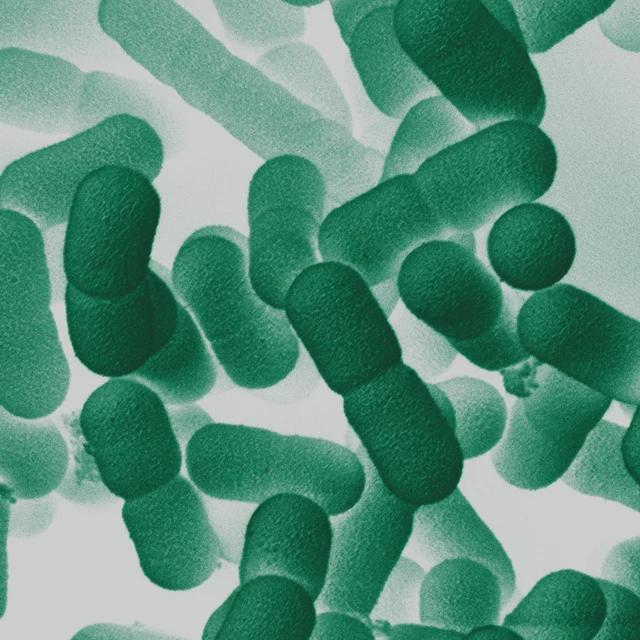 microbes