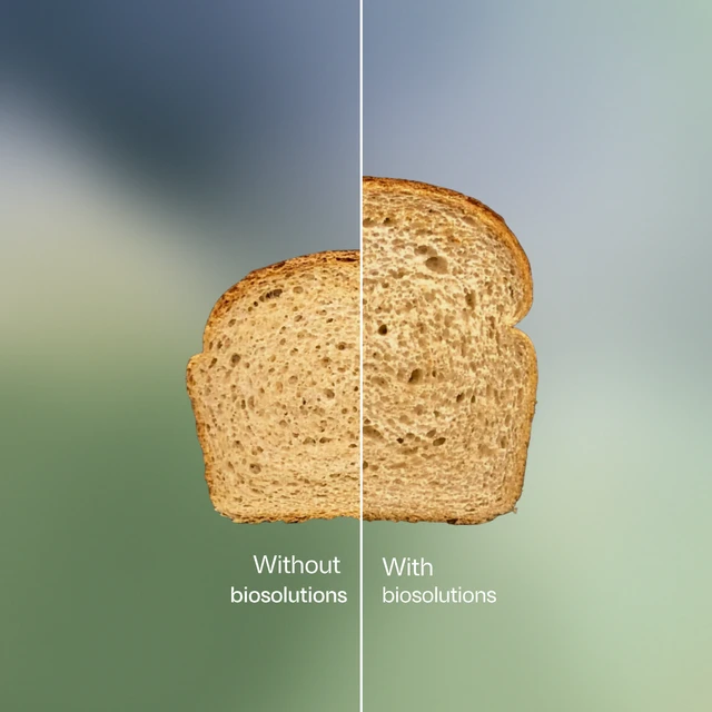 valena wholewheat comparison