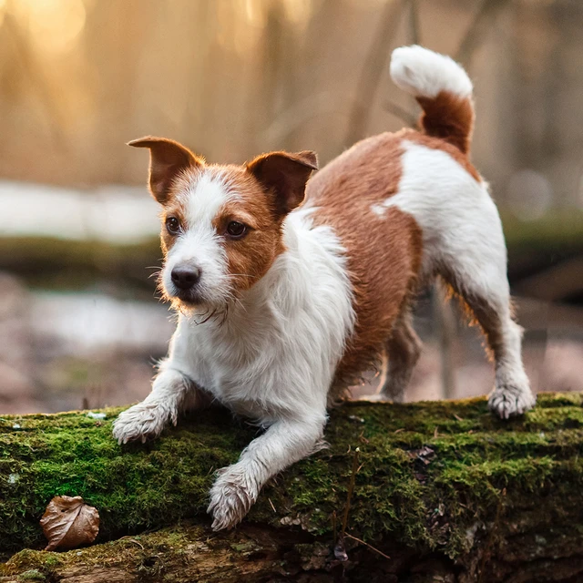 Pet_care