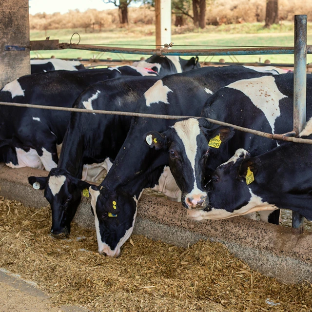 Cows