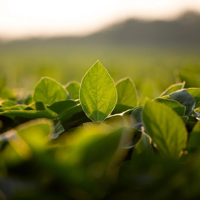 green plants