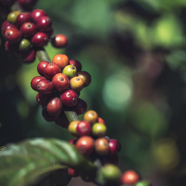 Coffea plant