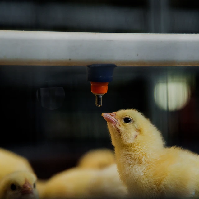 small chickens in farm