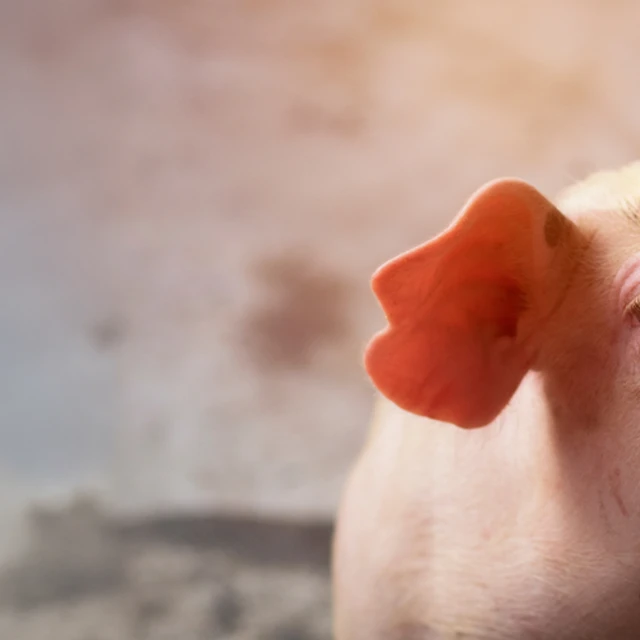 piglet close up