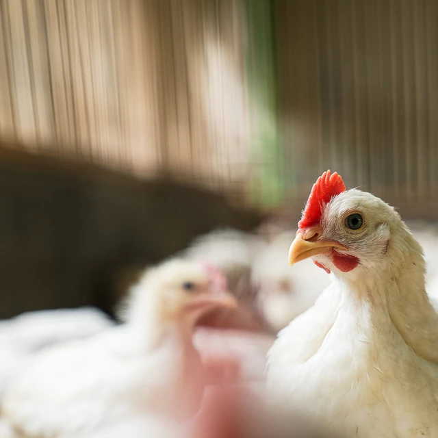 chicken in the farm