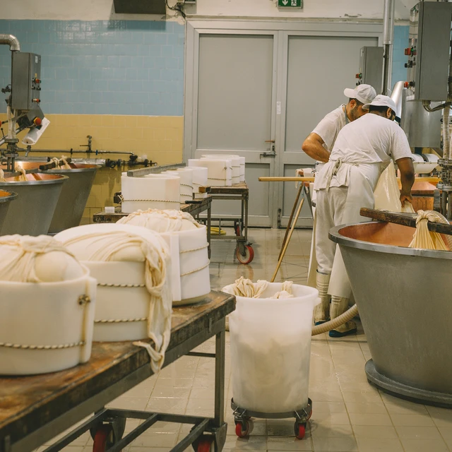 Cheese making factory vats and workers