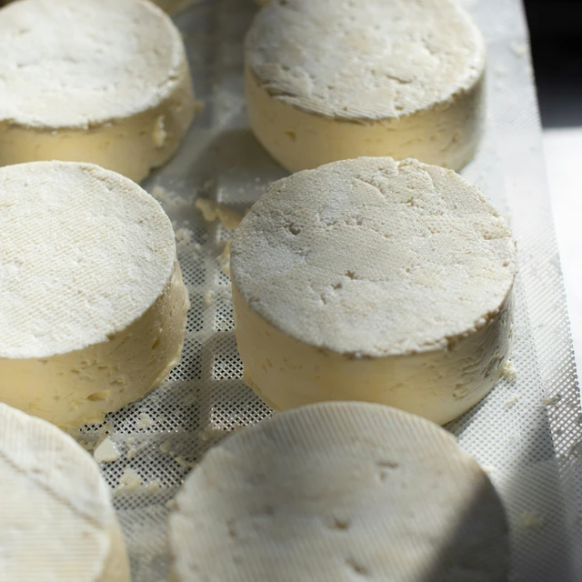 Cheese on a bench ageing