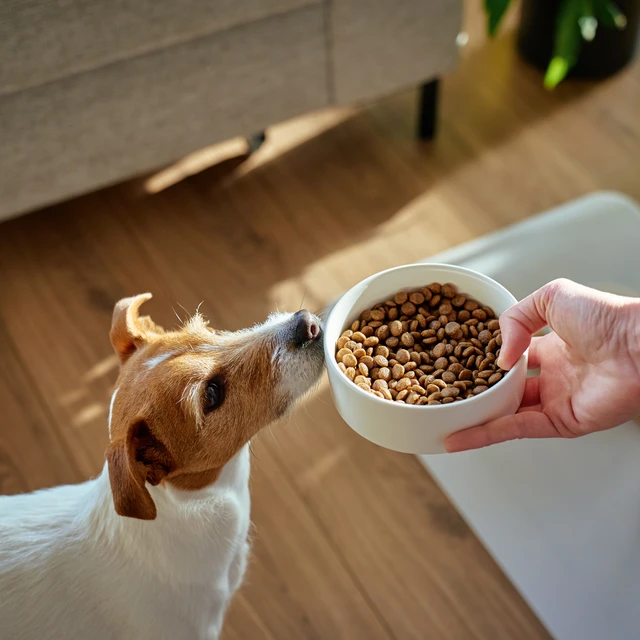 Dog looking at a bowl of dry pet food being offered by a hand.