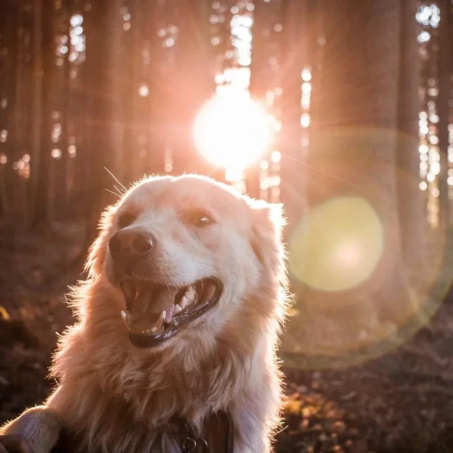 Dog in forrest