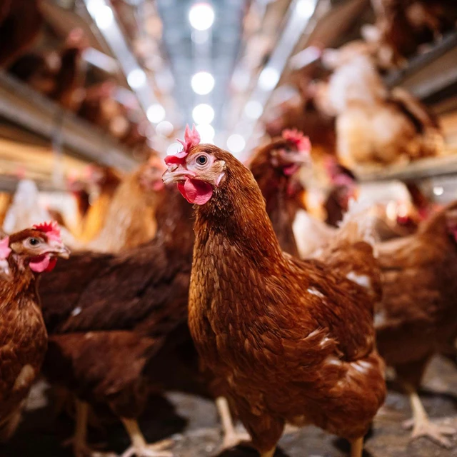Poultry