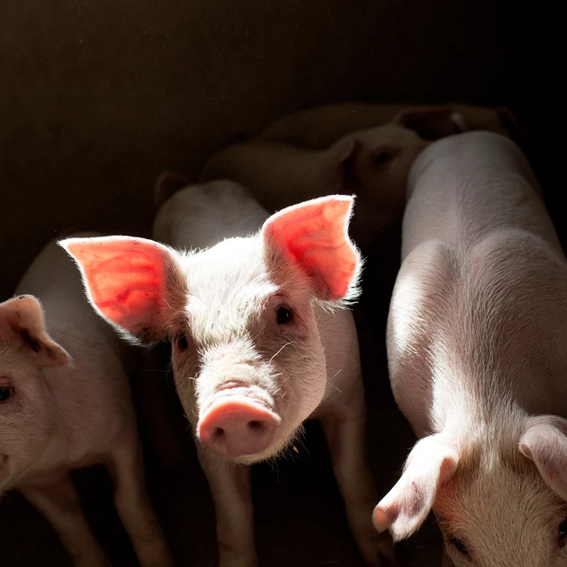 Animal co-products baby pigs