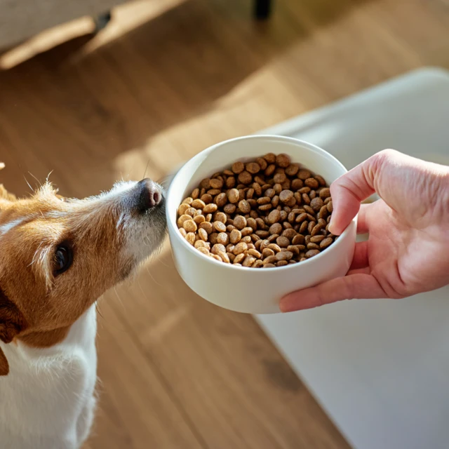 Small brown-and-white dog sniffing a white bowl of dry kibble held by a person’s hand on a wooden floor indoors.
