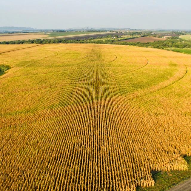 GettyImages-1203725219-field-agriculture